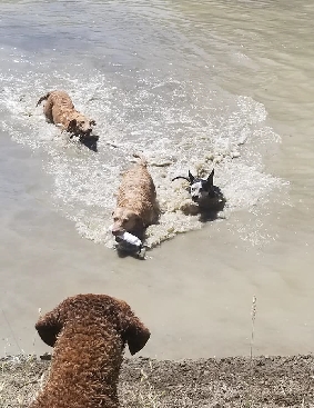 Image may contain: dog, outdoor, water and nature