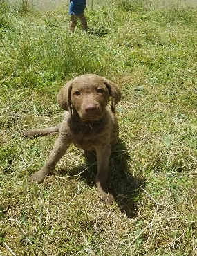 Image may contain: dog, outdoor and nature